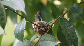 in Garten5