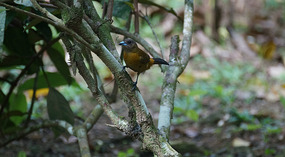 in Garten6