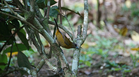 in Garten7
