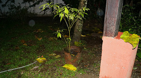 Regen3