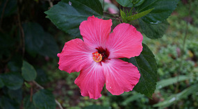 Bribri1