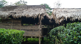 Bribri29