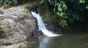 Bribri35