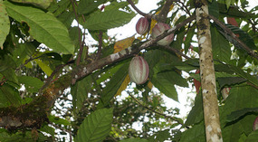 Bribri9