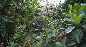 Hanging Bridges12