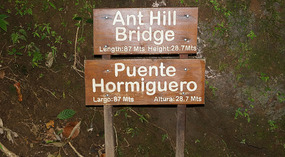 Hanging Bridges15