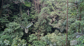 Hanging Bridges17