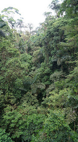 Hanging Bridges18