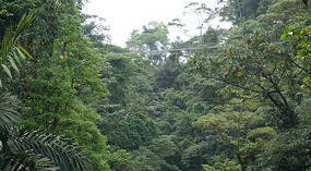 Hanging Bridges19