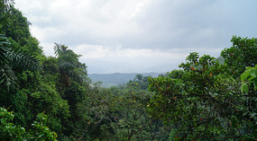 Hanging Bridges22