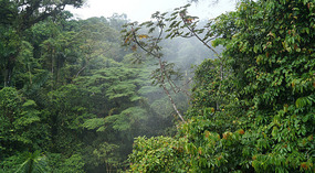 Hanging Bridges23