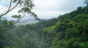 Hanging Bridges24