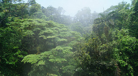 Hanging Bridges25