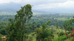 Hanging Bridges33