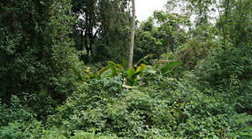 Hanging Bridges6