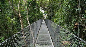Hanging Bridges7