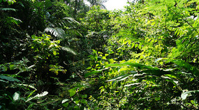 Hanging Bridges8