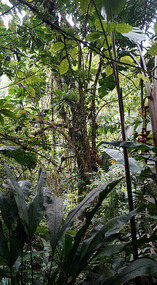 Hanging Bridges9