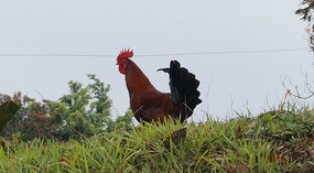 Largo Arenal2