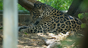 Las Pumas2
