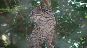 Las Pumas6