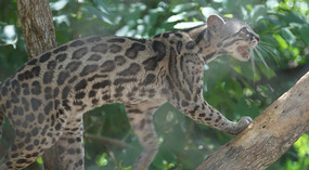 Las Pumas7