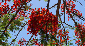 Playa Del Coco3