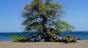 Playa Del Coco5