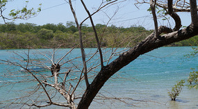 Tamarindo2