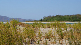 Tamarindo4