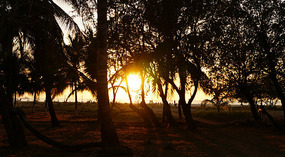 Tamarindo1
