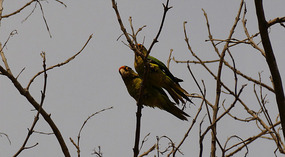 Vogel