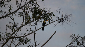 Jaco2