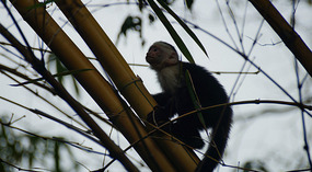 Jaco26