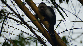 Jaco27