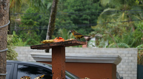Manuel Antonio7