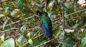 Paraiso Quetzal1