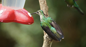 Paraiso Quetzal10