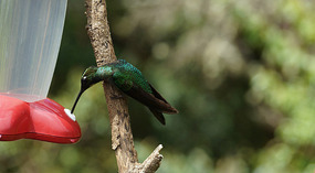 Paraiso Quetzal11