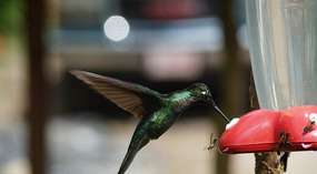 Paraiso Quetzal12