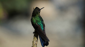 Paraiso Quetzal13