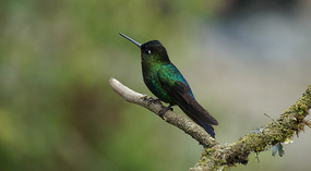 Paraiso Quetzal15