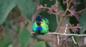 Paraiso Quetzal16