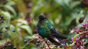 Paraiso Quetzal17