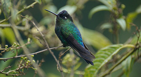 Paraiso Quetzal18