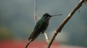 Paraiso Quetzal20