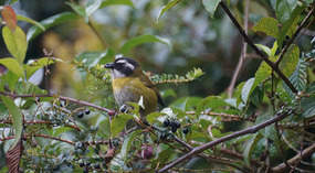 Paraiso Quetzal21