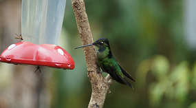 Paraiso Quetzal3