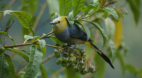 Paraiso Quetzal4
