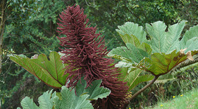 Paraiso Quetzal5